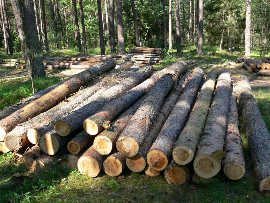 Tikina, kad iš Lietuvos miškų galima išspausti 15 kartų daugiau vertės