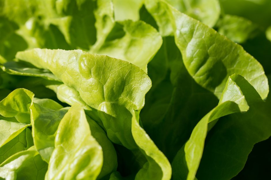 Savaitgalio iškylai – gaivios salotos su jautiena