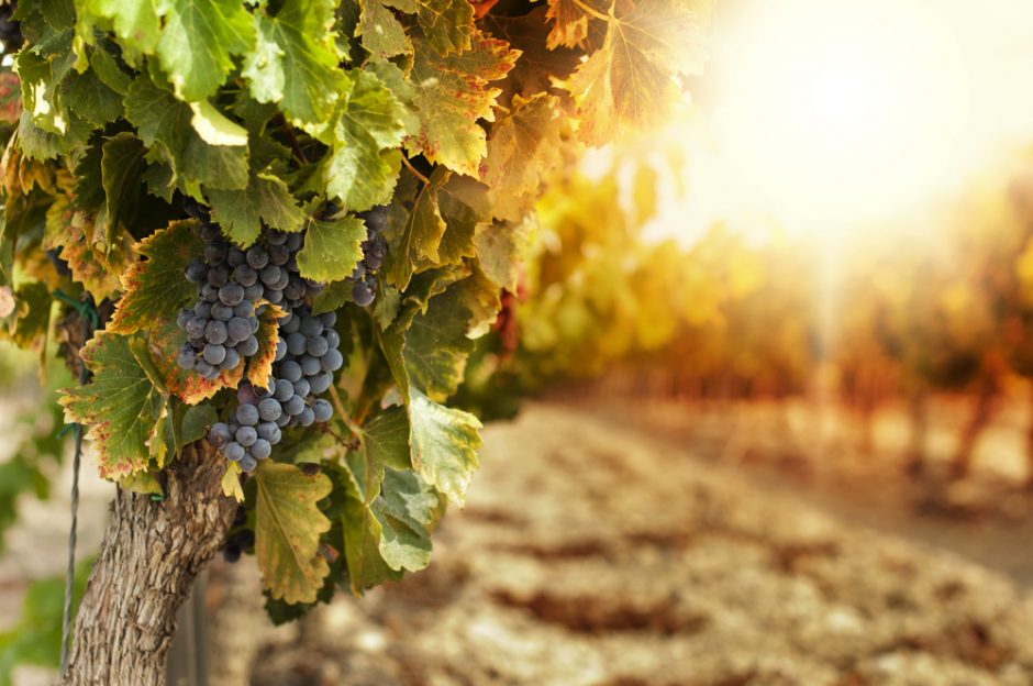 Ar Lietuvoje galėsime auginti vynuoges?