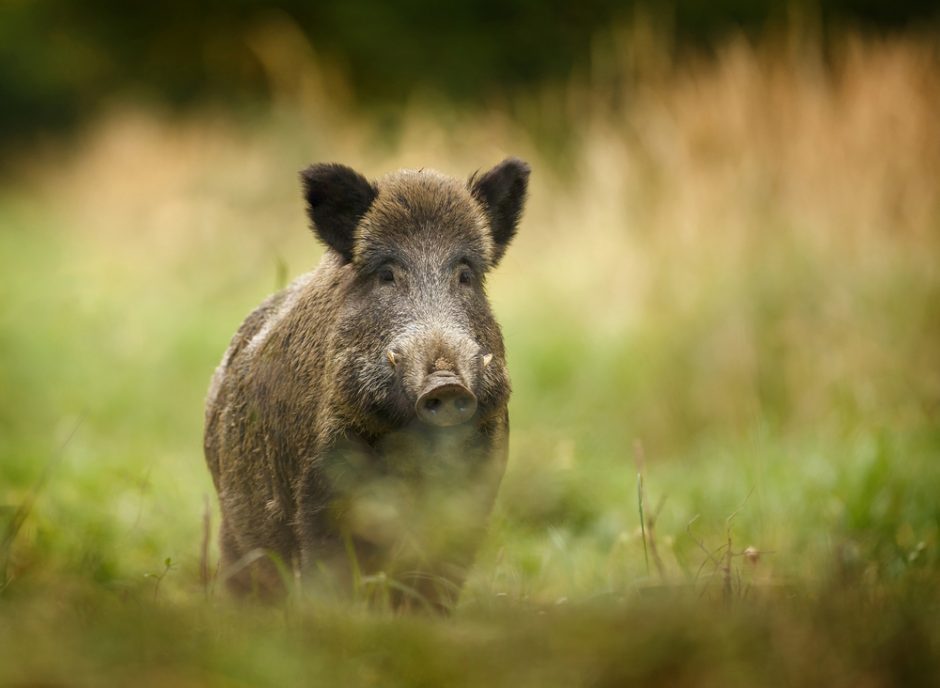 Afrikinis kiaulių maras jau pasiekė Kaliningrado sritį