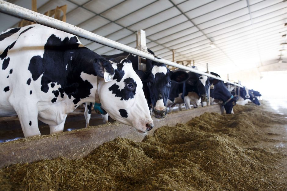 EP pritarė siūlymui riboti antibiotikų naudojimą žemės ūkyje