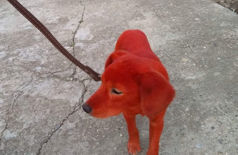 Bulgarijoje vandalai benamį šunį nudažė raudonai