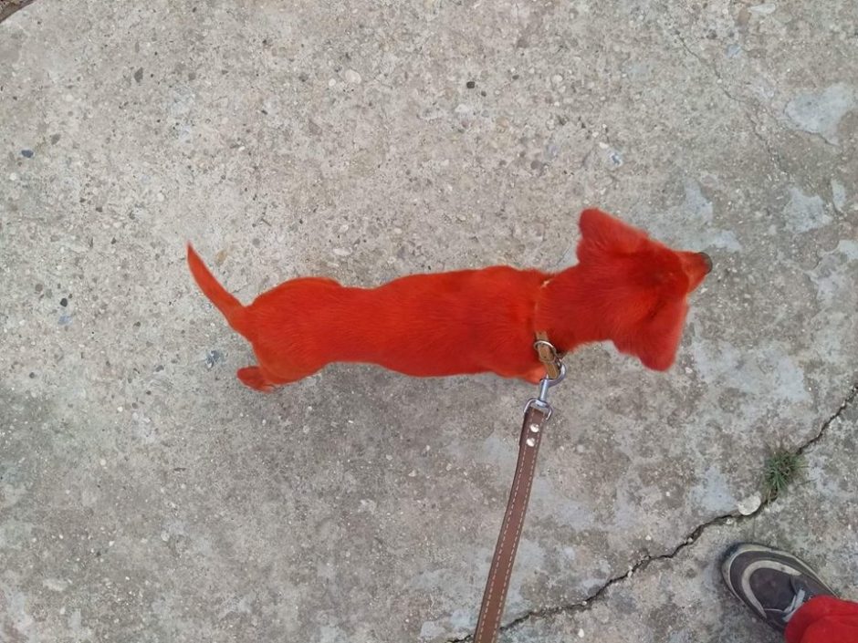 Bulgarijoje vandalai benamį šunį nudažė raudonai