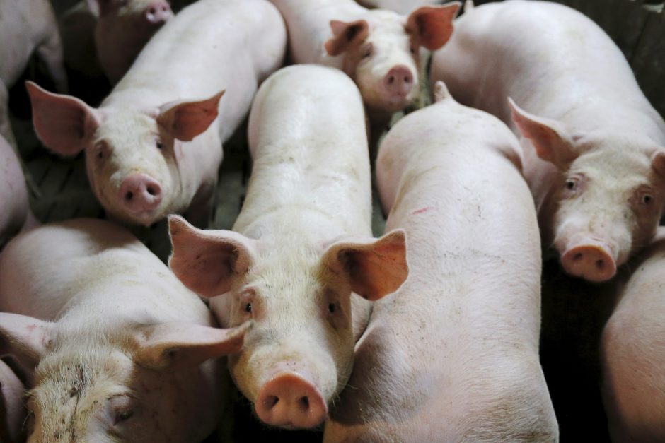 Rusija kiaulienos importo draudimą perkels į politinį lygį