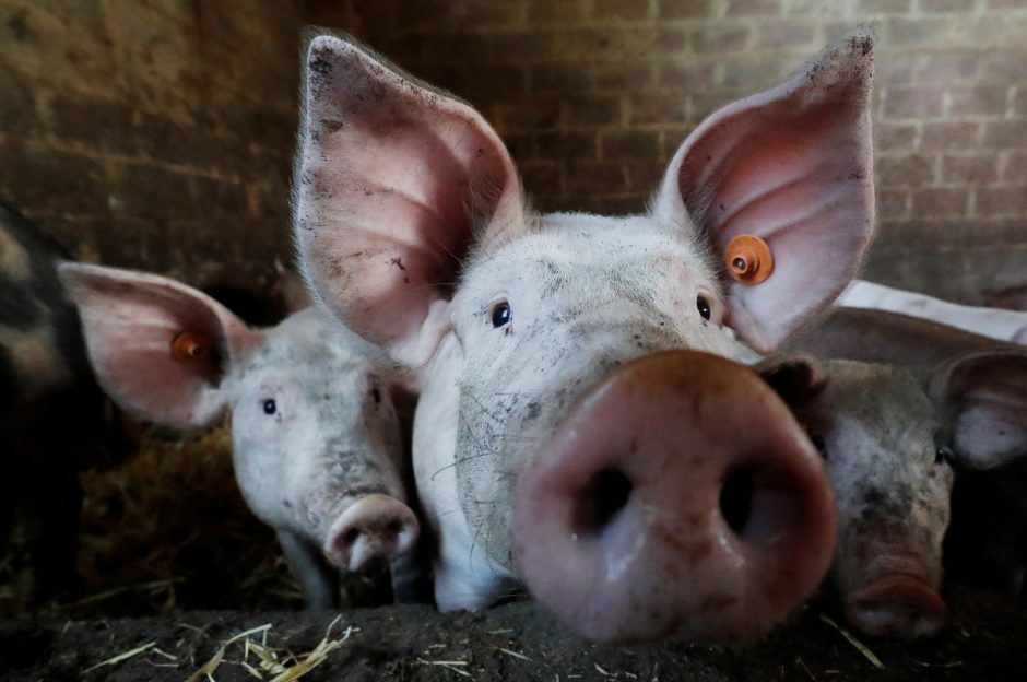 Veterinarai: Belgijos įtarimai apie kiaulių marą iš Baltijos šalių – tik hipotezė
