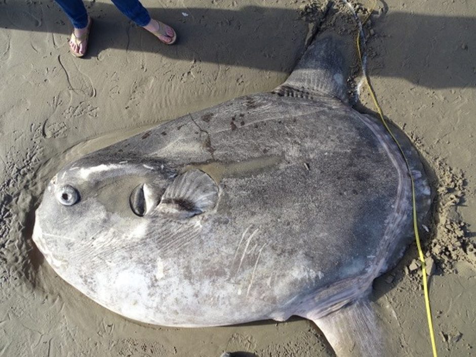 Pietų Kalifornijoje į krantą išmesta paslaptinga žuvis