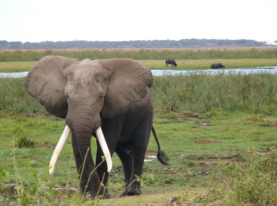 Kenijoje dramblys mirtinai sutrypė rančos šeimininką