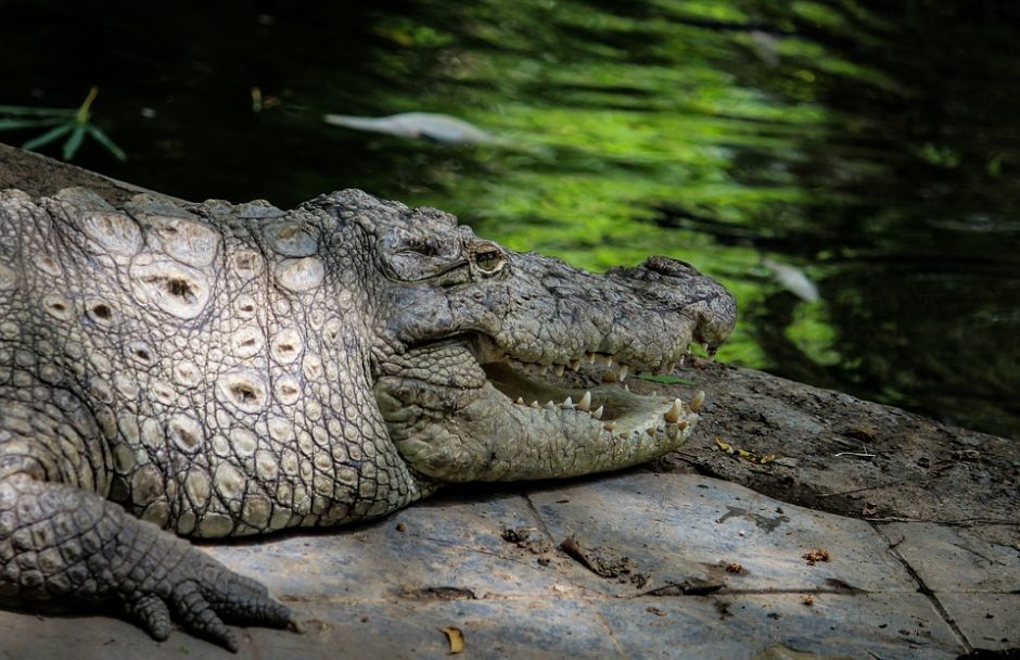 Australijoje didžiulio krokodilo pilve aptikti žmogaus palaikai