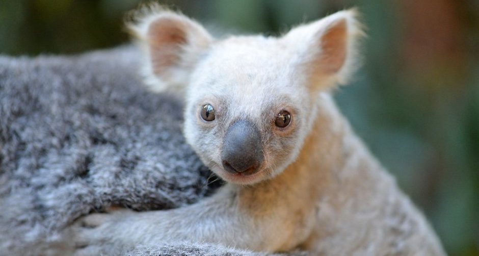 Australijos zoologijos sode pasaulį išvydo baltas koalos jauniklis