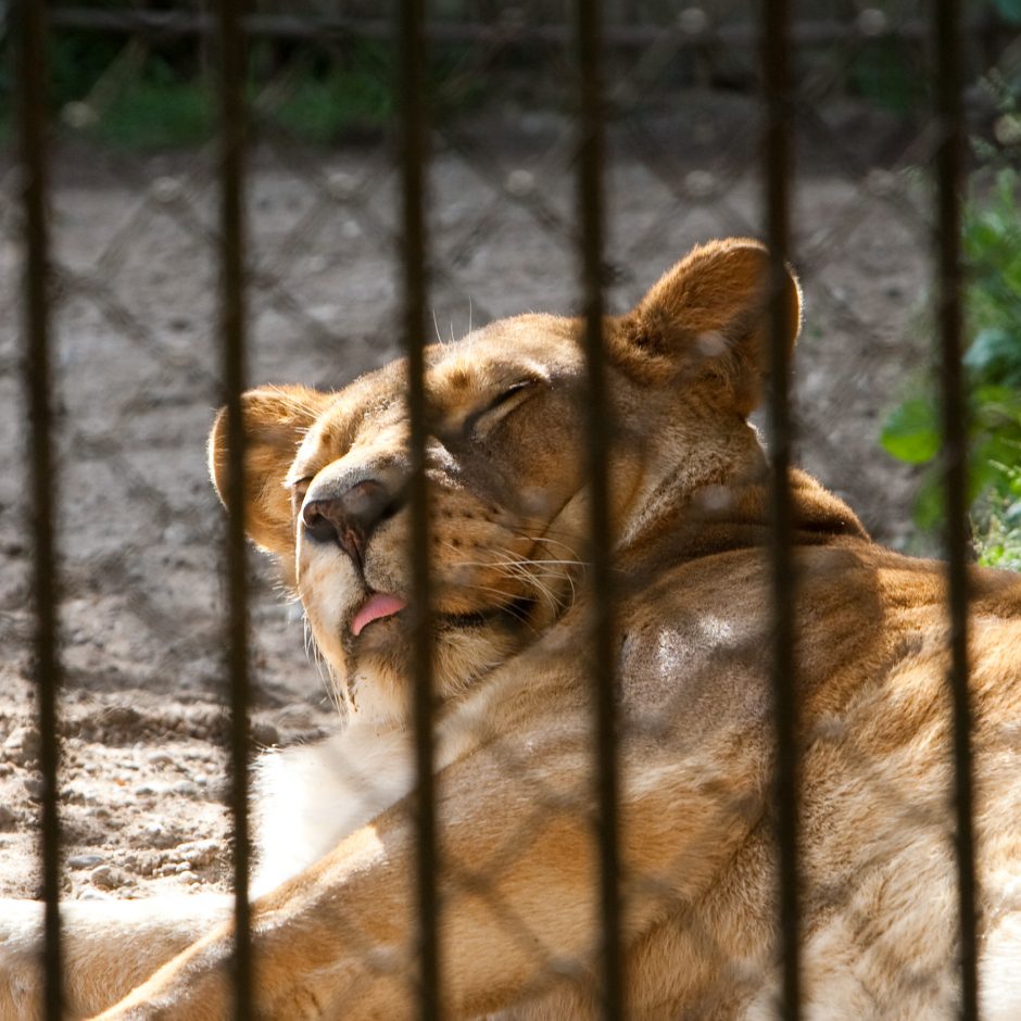 Zoologijos sode apgyvendinti liūtukai išgelbėjo liūtę nuo vienatvės