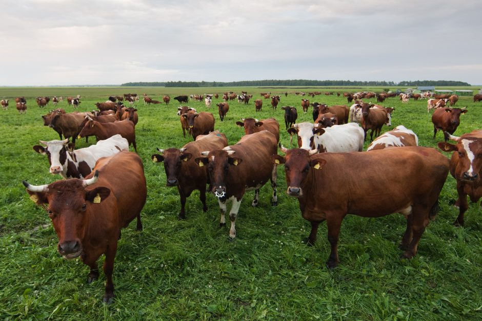 Mokslininkai: antibiotikais šeriamų karvių mėšlas į atmosferą išmeta daugiau metano