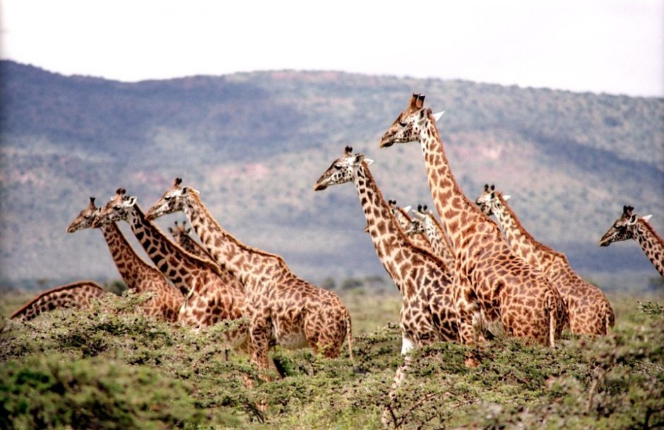 Minima pasaulinė žirafų diena
