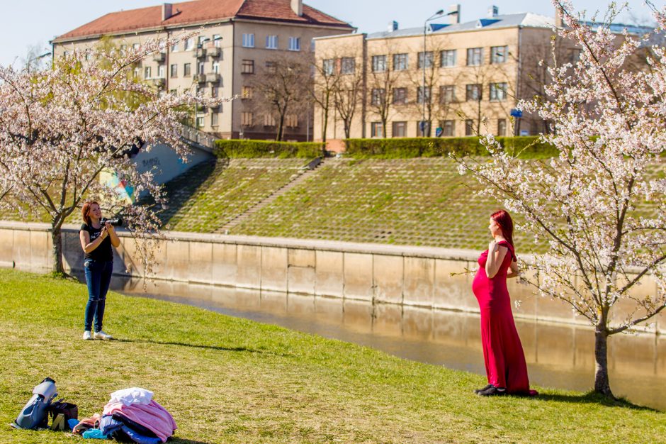 Kauniečiai grožisi Nemuno saloje pražydusių sakurų žiedais