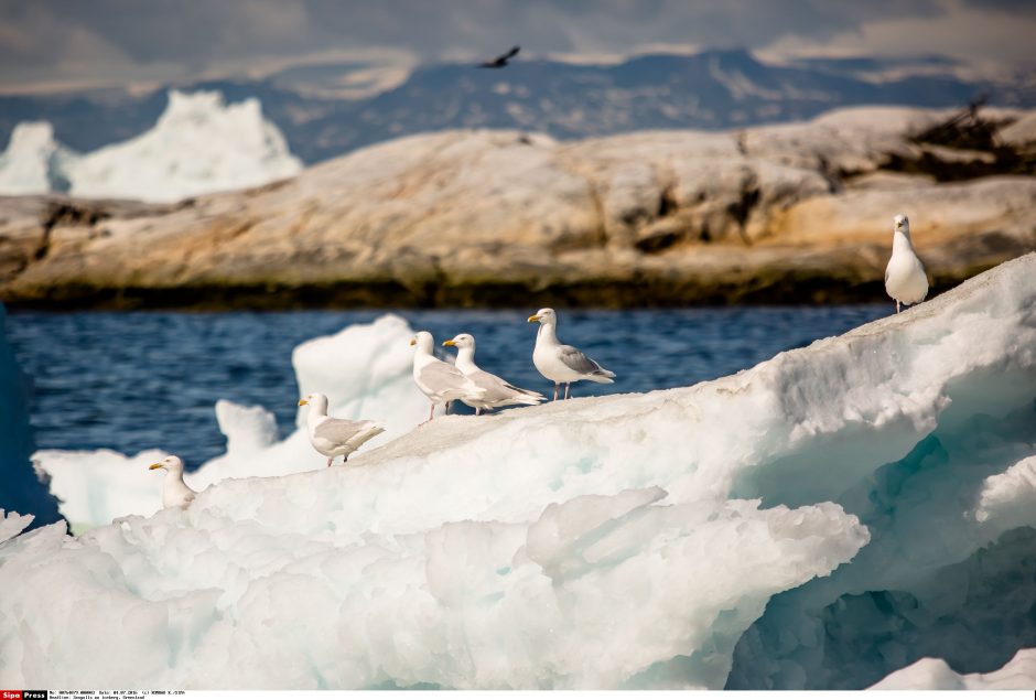 Tirpstant Grenlandijos ledynams gali pasklisti Šaltojo karo teršalai