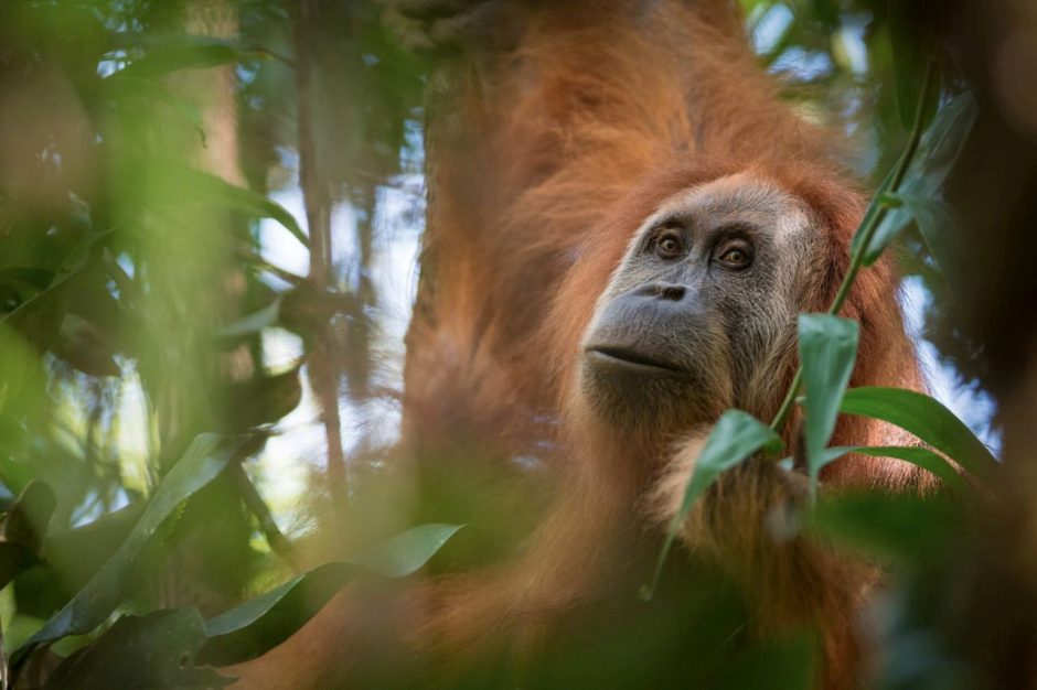 Mokslininkai: neseniai atrasta orangutanų rūšis yra labiausiai nykstanti pasaulyje
