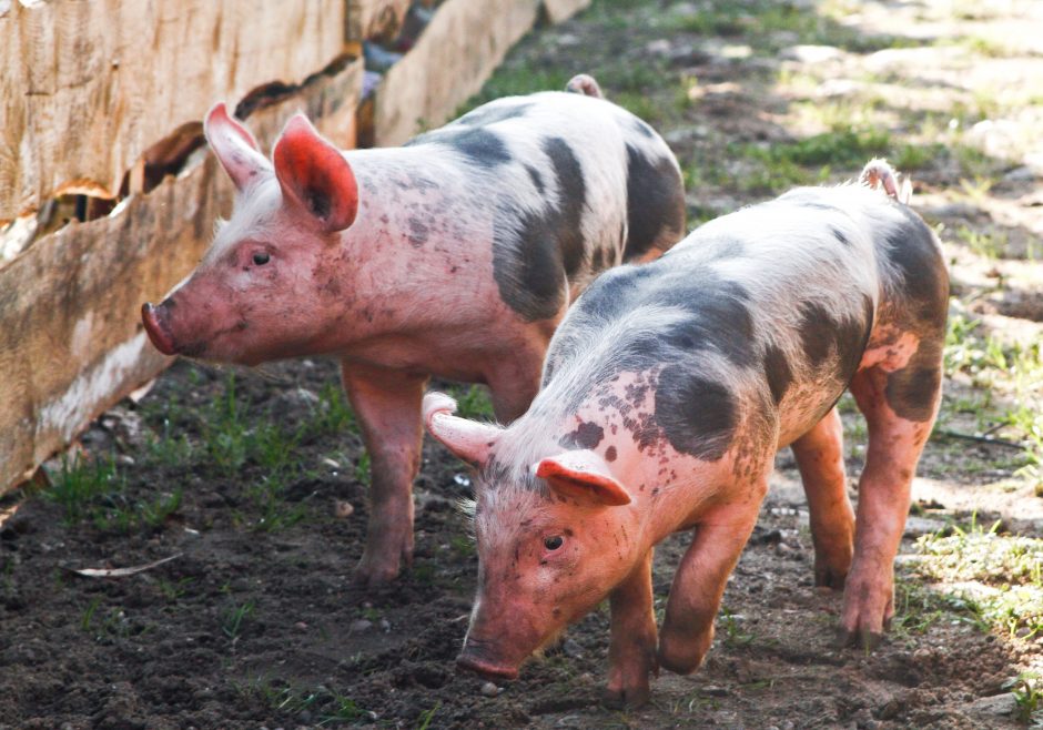 Lenkija tikisi, kad į šalį iš Lietuvos pateko neužkrėstos kiaulės