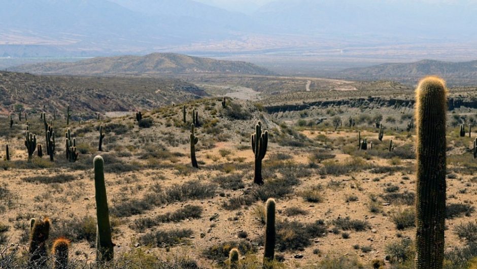 Meksikoje kaktusai tampa energijos šaltiniu