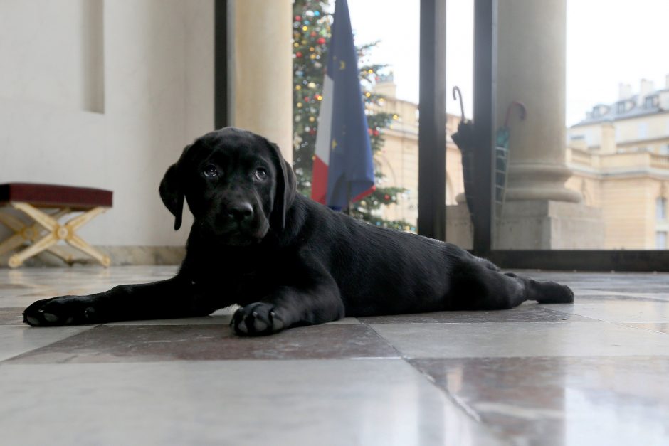 Prancūzijos prezidentas Kalėdoms gavo labradorų veislės šuniuką