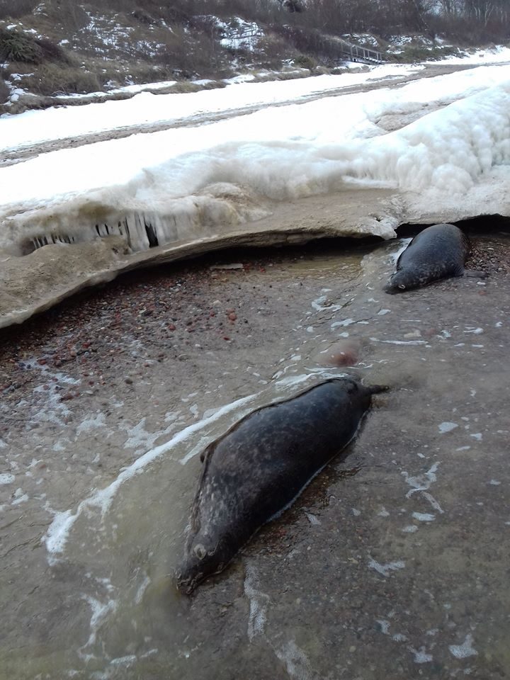 Baltijos jūros pakrantėje rasti du negyvi ruoniai