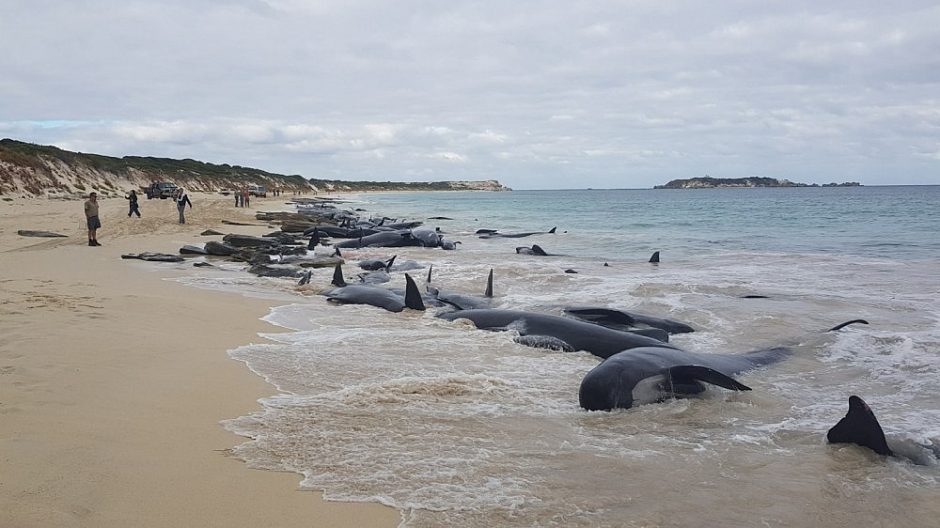 Australijoje nesėkmingai gelbėti išplauti į krantą banginiai 