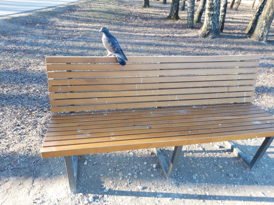 Kalniečių parke suolelius apdergė paukščiai, stalus aprašinėjo žmonės