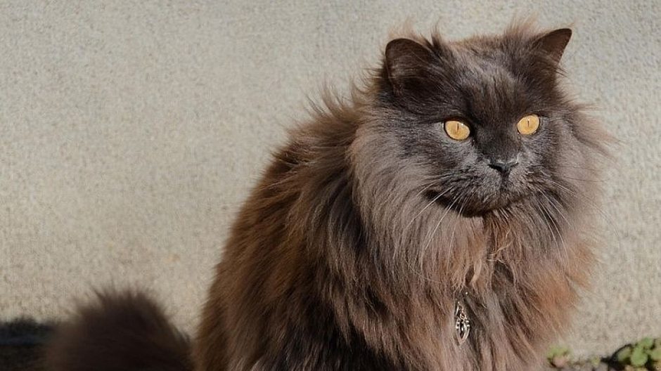 Retos veislės katė, vadinama kačių pasaulio supermodeliu