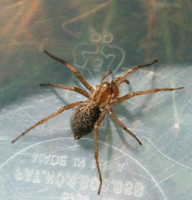 Rygoje paskleista melaginga žinia apie pavojingų vorų invaziją