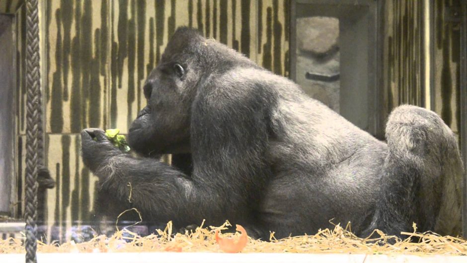 Vokietijoje užmigdyta seniausia Europos gorila