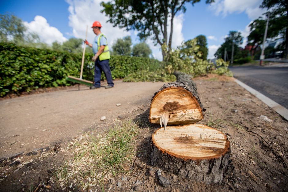 Konfliktas dėl medžių Kaune – su provokacijos elementais