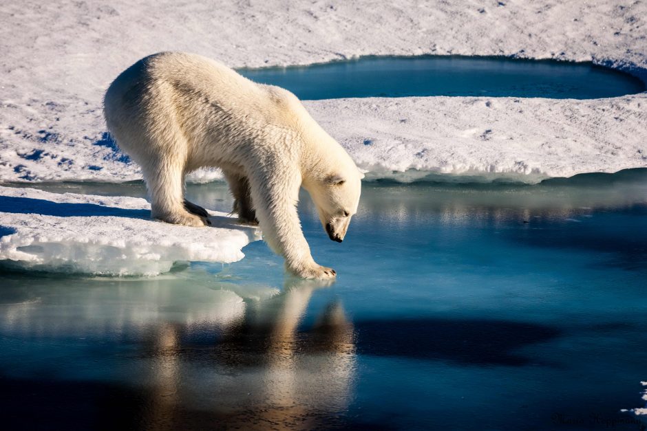 Rekordiškai šilti orai Arktyje lėmė masinį ledo tirpimą