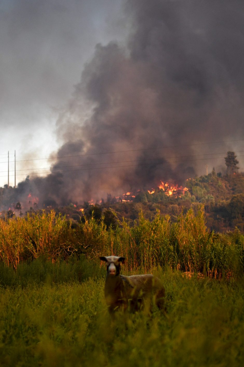 Su miškų gaisrais kovojančioje Portugalijoje suimtas 61 įtariamas padegėjas