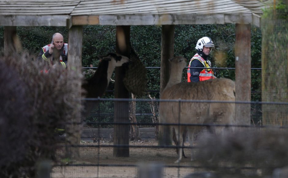 Londono zoologijos sode buvo kilęs gaisras