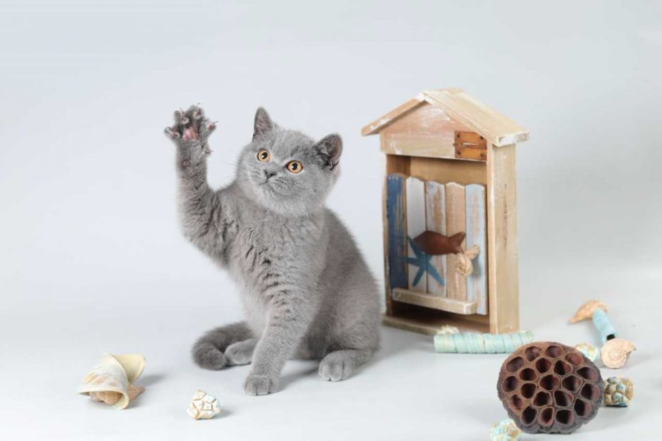 Tarptautinėje parodoje – ir laimę nešančios japonų katės