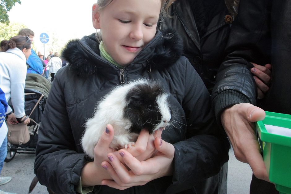 Gyvūnai okupavo senamiesčio gatves ir kavines