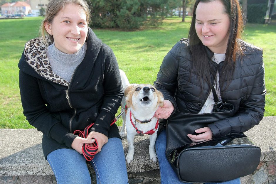 Gyvūnai okupavo senamiesčio gatves ir kavines