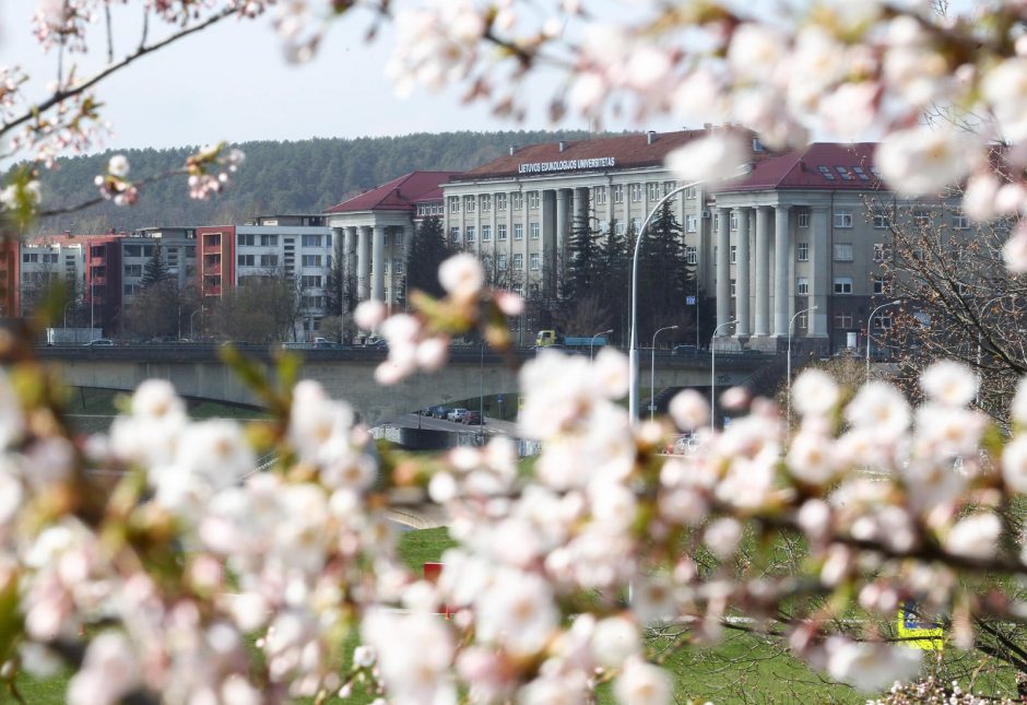 Sužydėjo Vilniaus sakuros