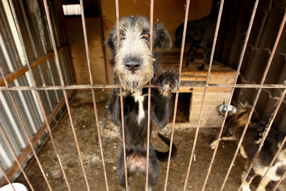 Ministerijos nesutaria dėl baudų už žiaurų elgesį su gyvūnais