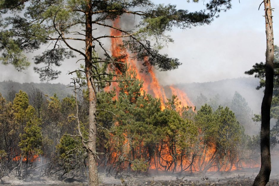 Pleškėjo Kleboniškio miškas: ugniagesiai gaisrą tramdė tris valandas