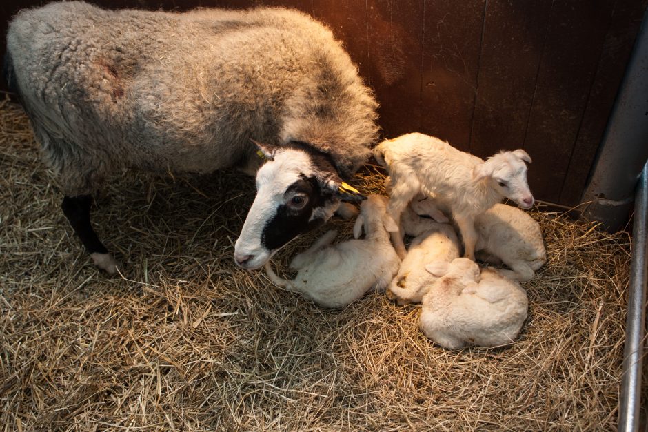 Avies Baltakaklės rekordas – penki ėriukai