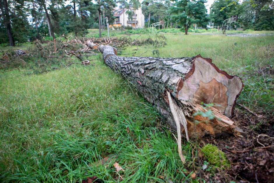 Kleboniškio afera: iškerta medžius ir laukia, kas bus?