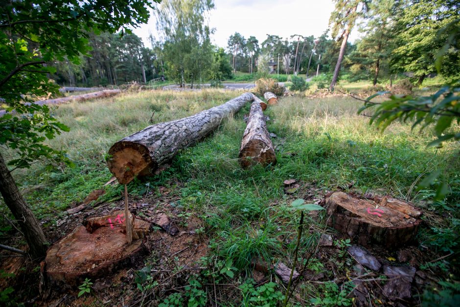Kleboniškio afera: iškerta medžius ir laukia, kas bus?