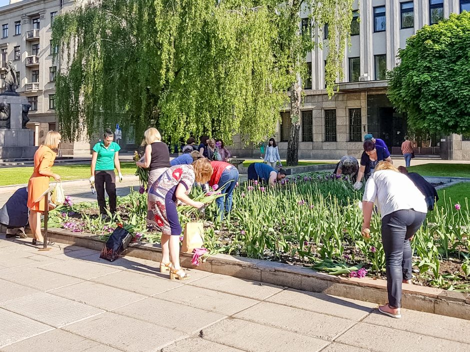 Kodėl moterys apspito Kauno savivaldybės tulpes?