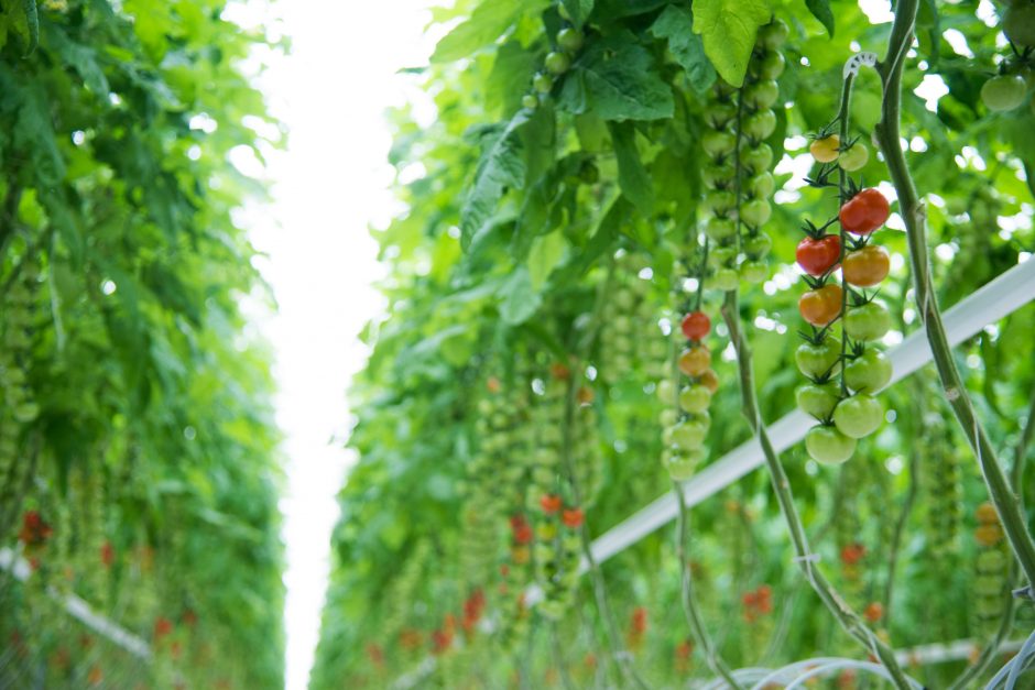 Lietuvoje jau sodinami egzotiniai pomidorai, juos užmegzti padės kamanės