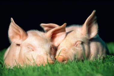 Rusijos paskelbtą ES kiaulienos embargą nagrinės PPO ekspertai