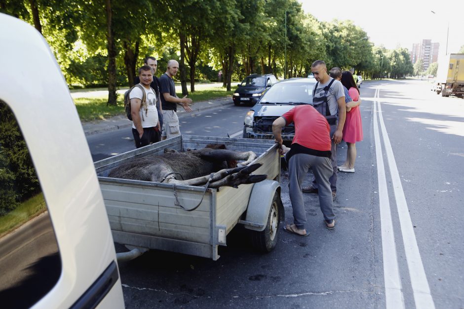 Briedis Klaipėdoje sukėlė avariją