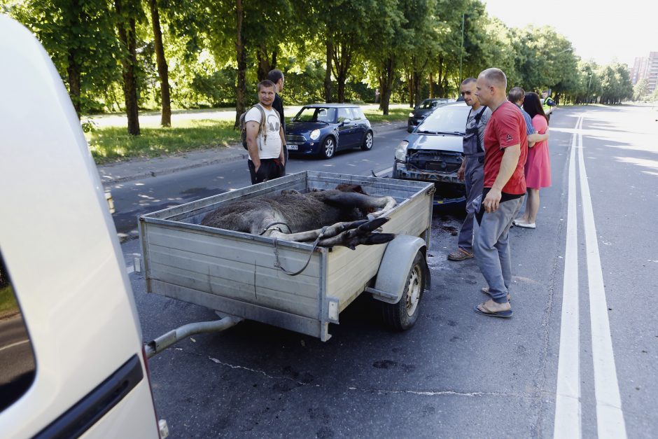 Briedis Klaipėdoje sukėlė avariją