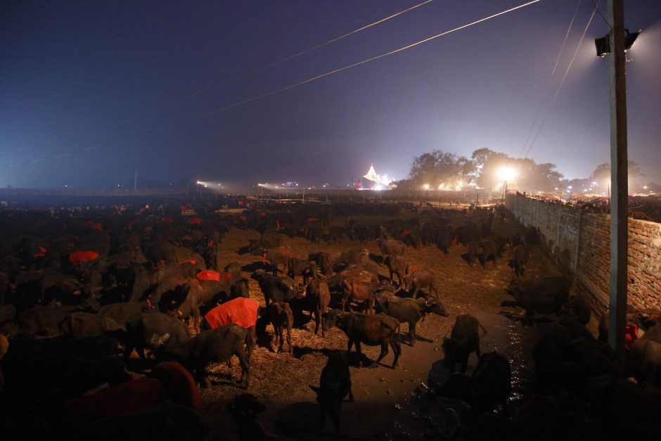 Nepale protestų nepaiso – per hinduistų šventę ir toliau masiškai aukojami gyvūnai