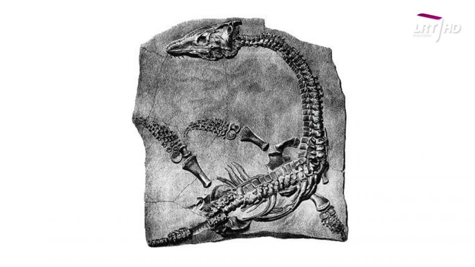 Kaip savamokslė fosilijų medžiotoja padėjo iššifruoti Žemės praeitį?