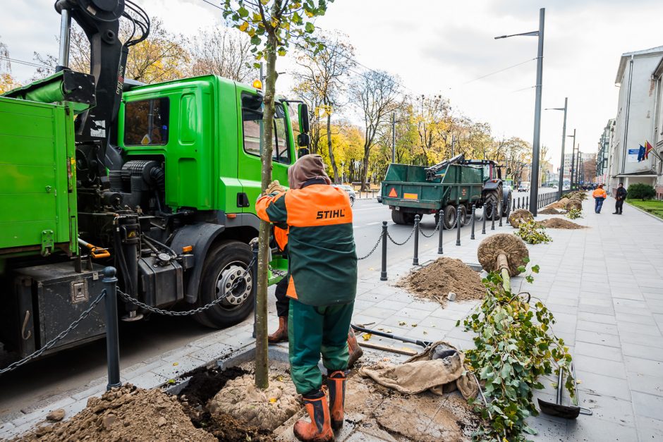 Kaunas toliau žaliuoja: naujieji medžiai – jau ir Vytauto prospekte