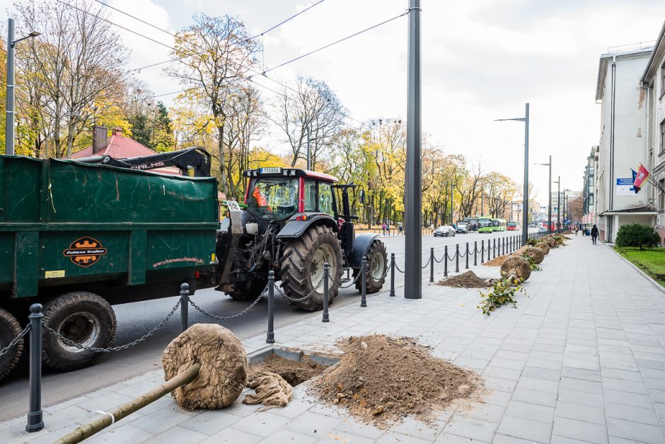 Kaunas toliau žaliuoja: naujieji medžiai – jau ir Vytauto prospekte